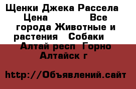 Щенки Джека Рассела › Цена ­ 10 000 - Все города Животные и растения » Собаки   . Алтай респ.,Горно-Алтайск г.